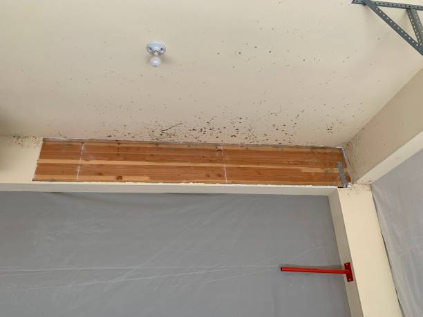 Professional Mold Inspection, Removal & Remediation in Lyndonville, VT