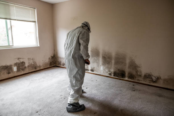 Best Mold Odor Removal Services  in Lyndonville, VT